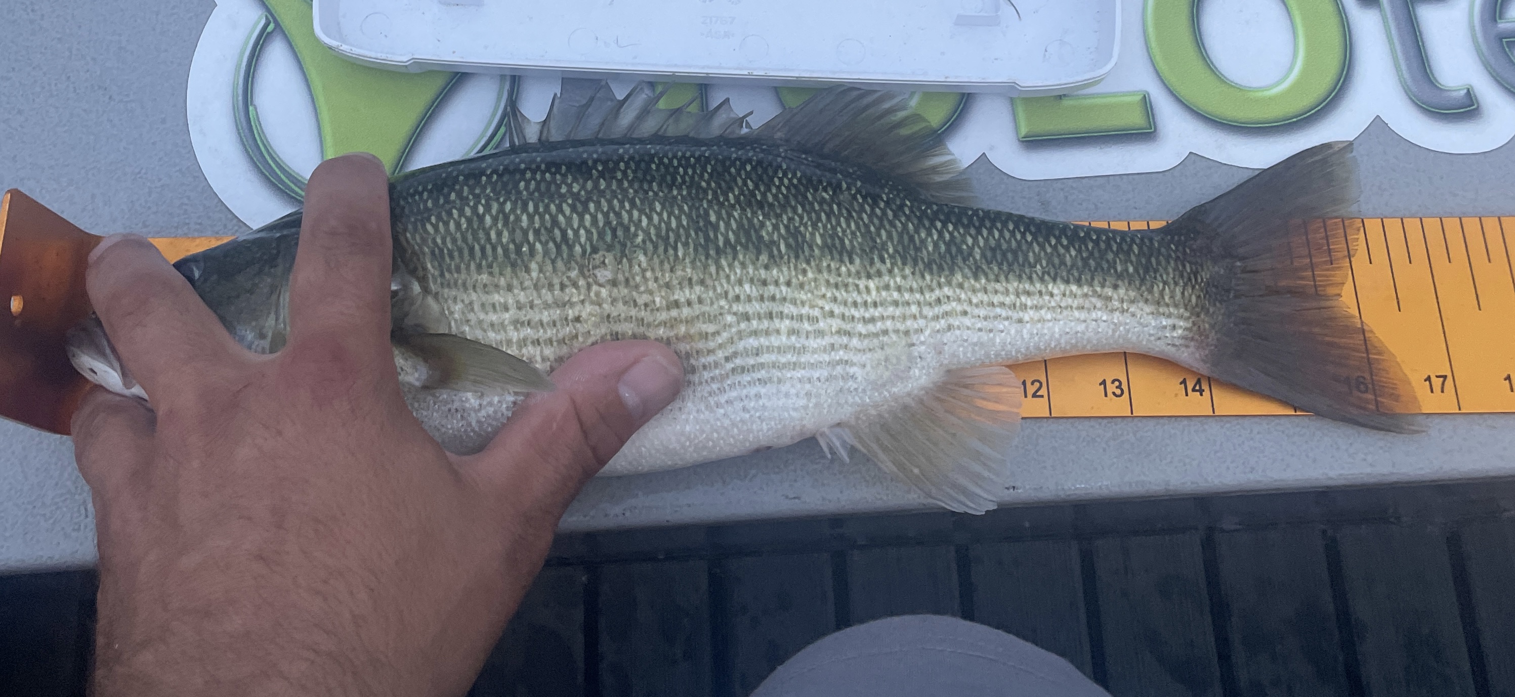 16.5