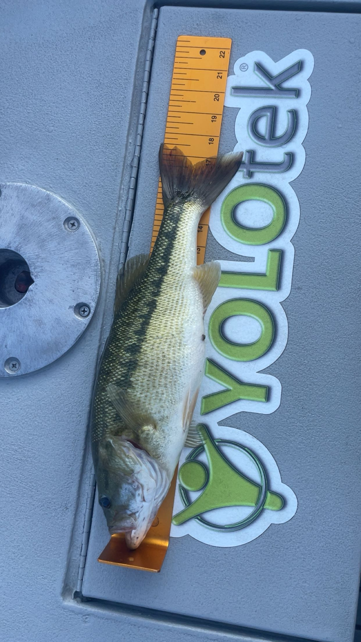 18.5
