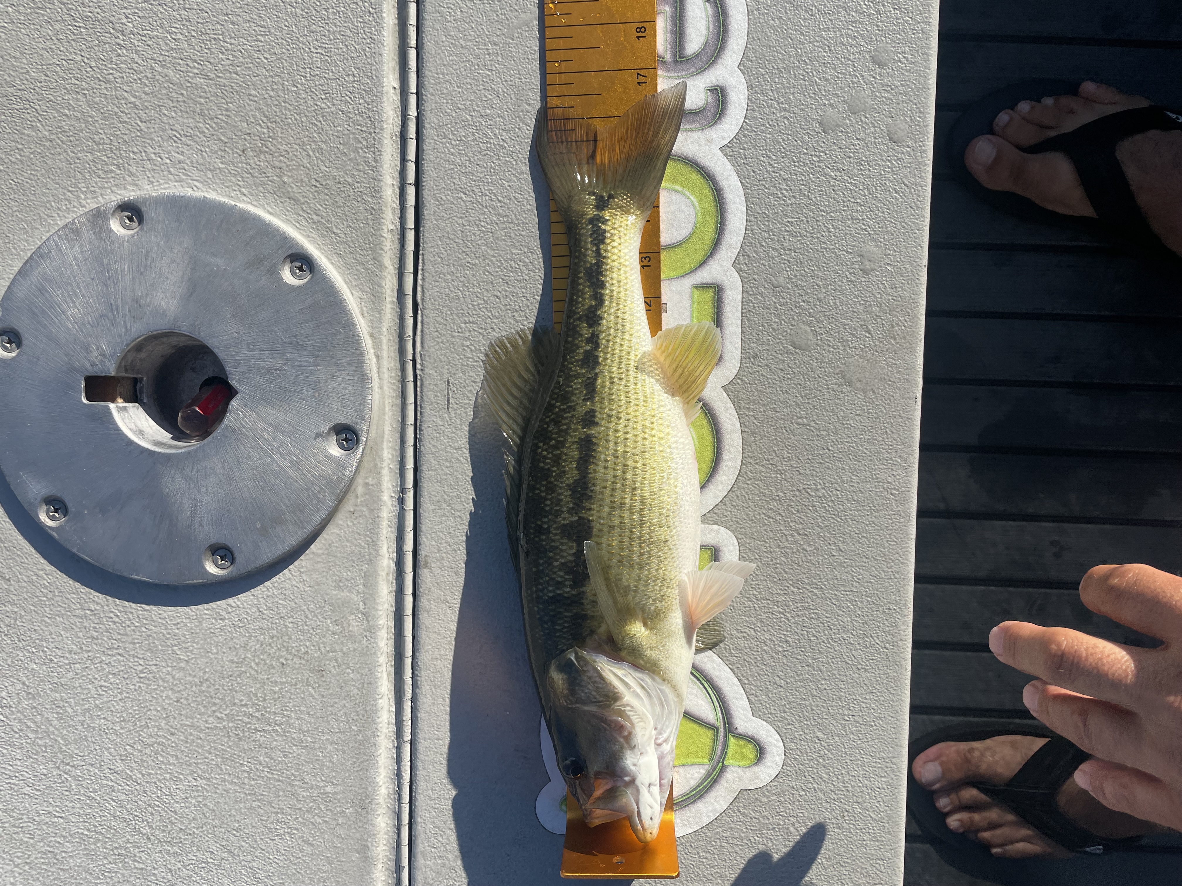 16.8