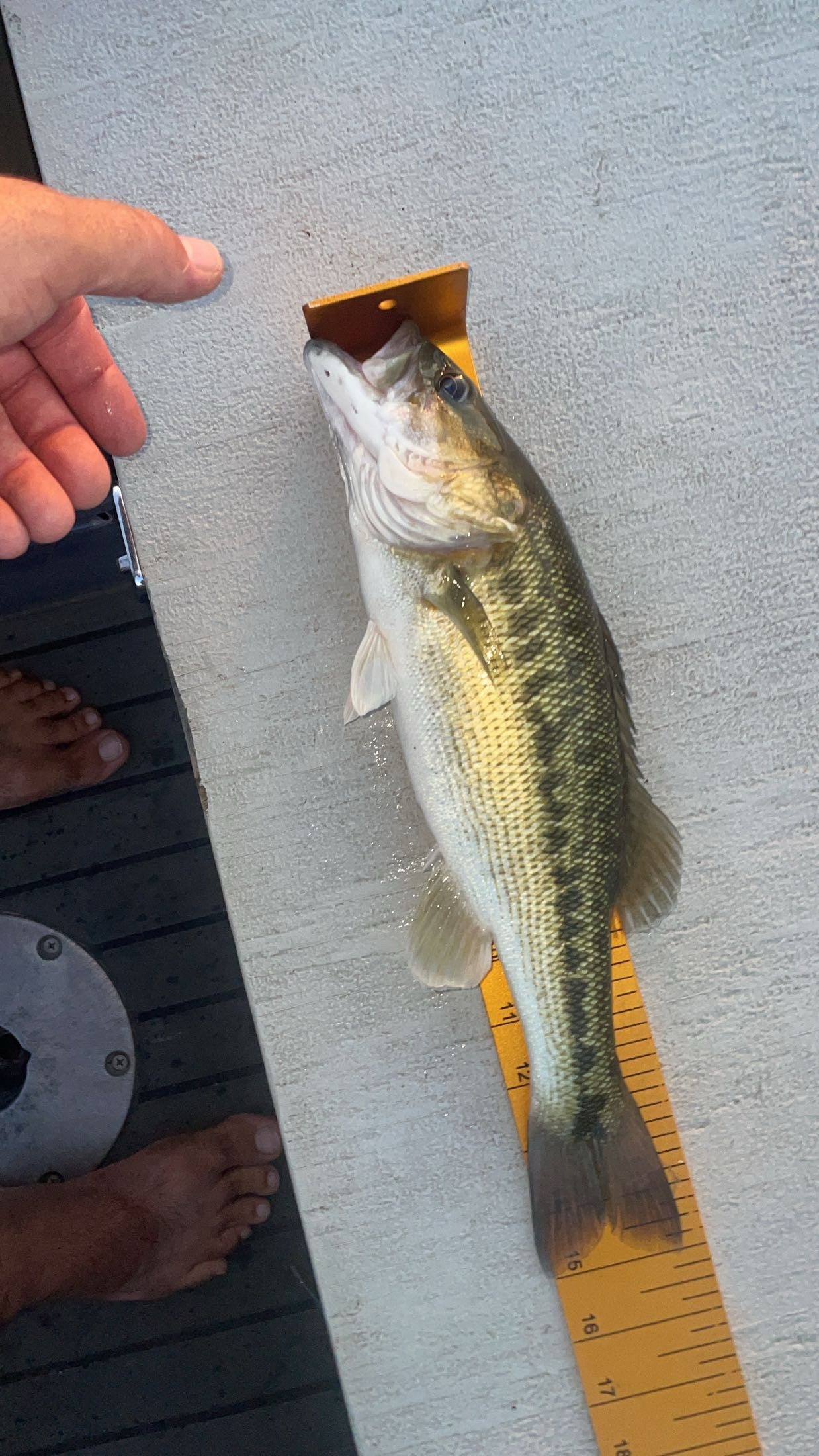 16.0