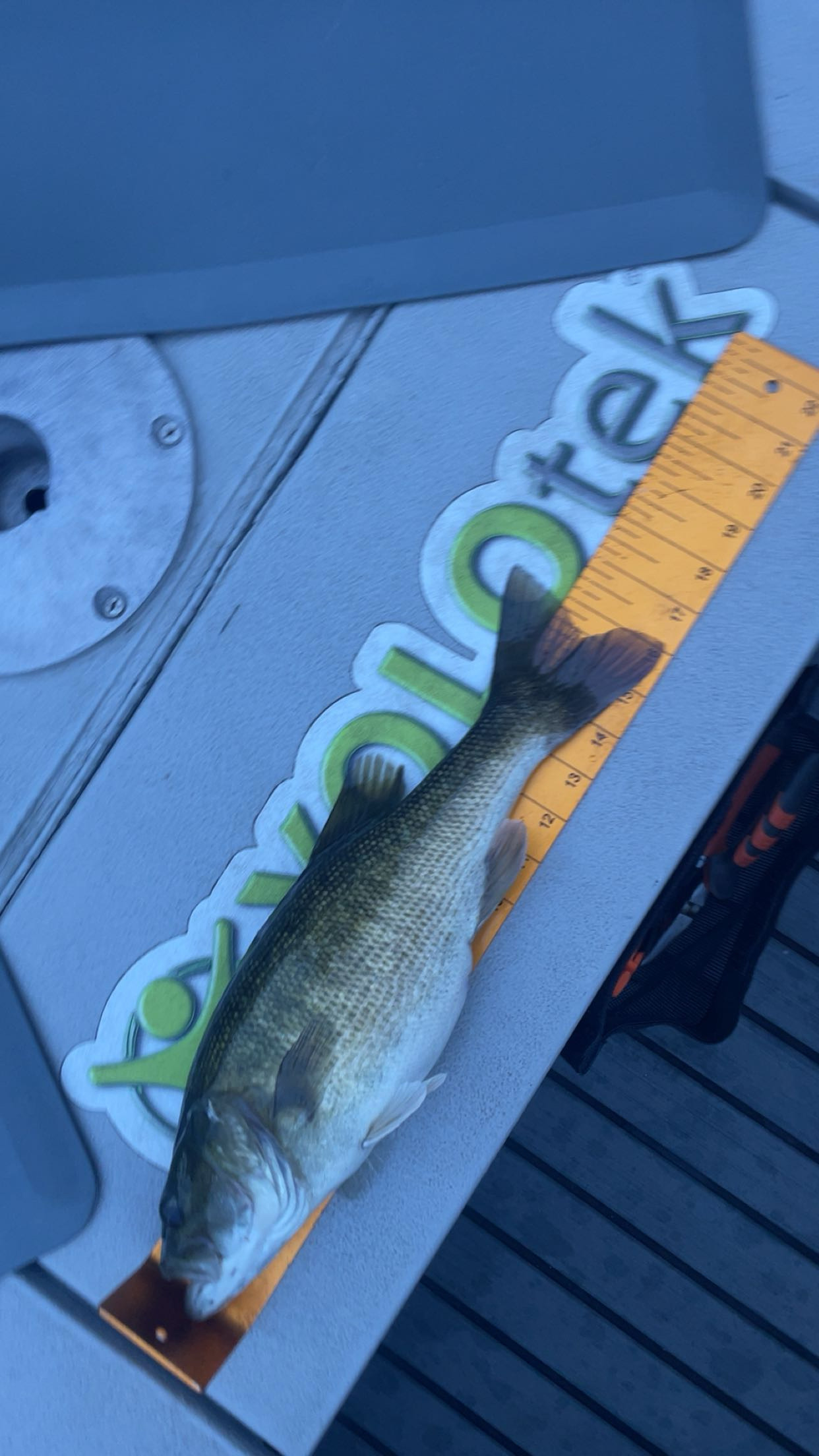 16.0
