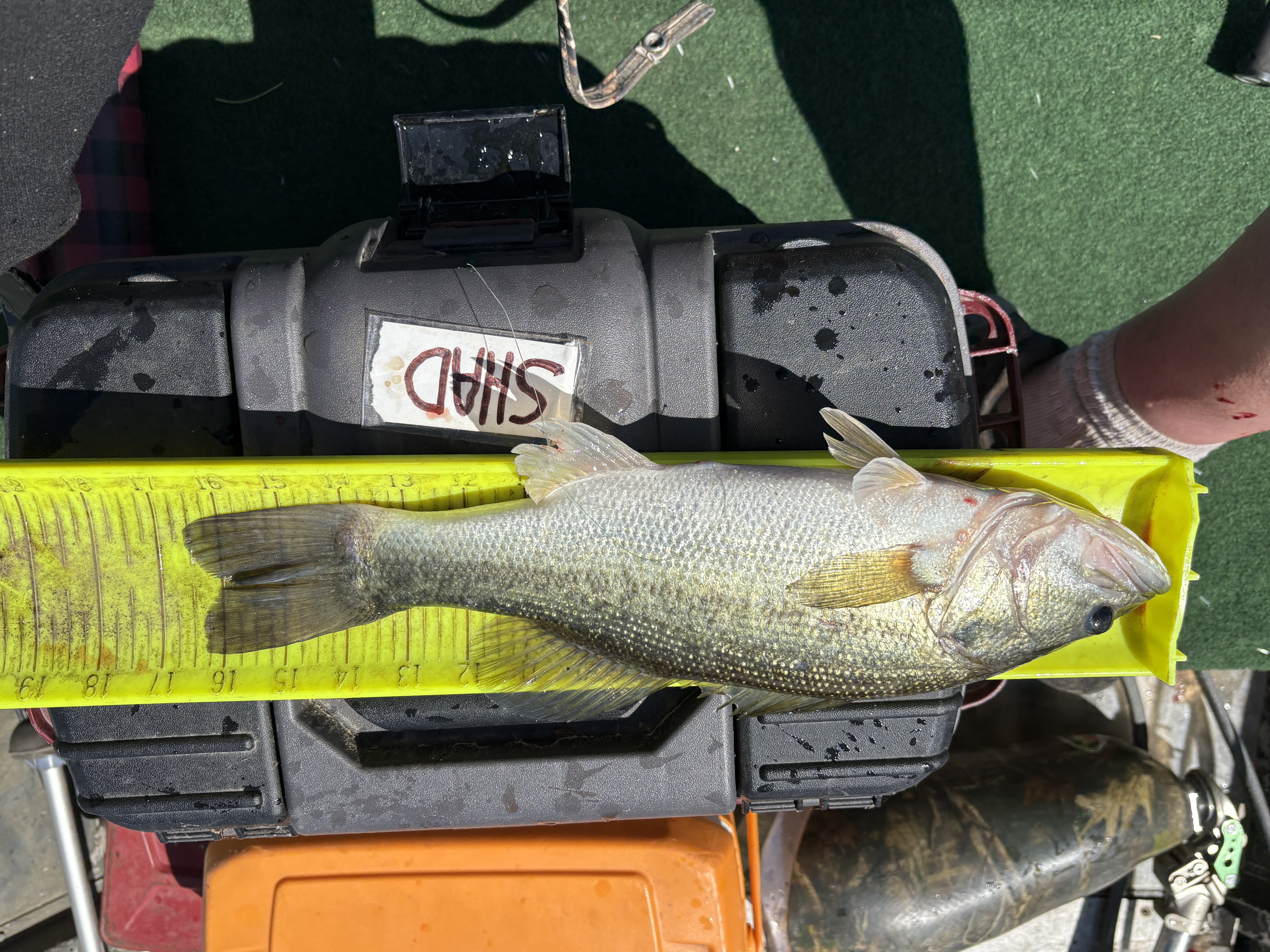 16.5
