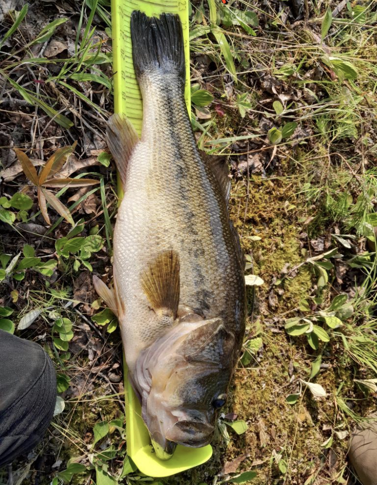 22.5