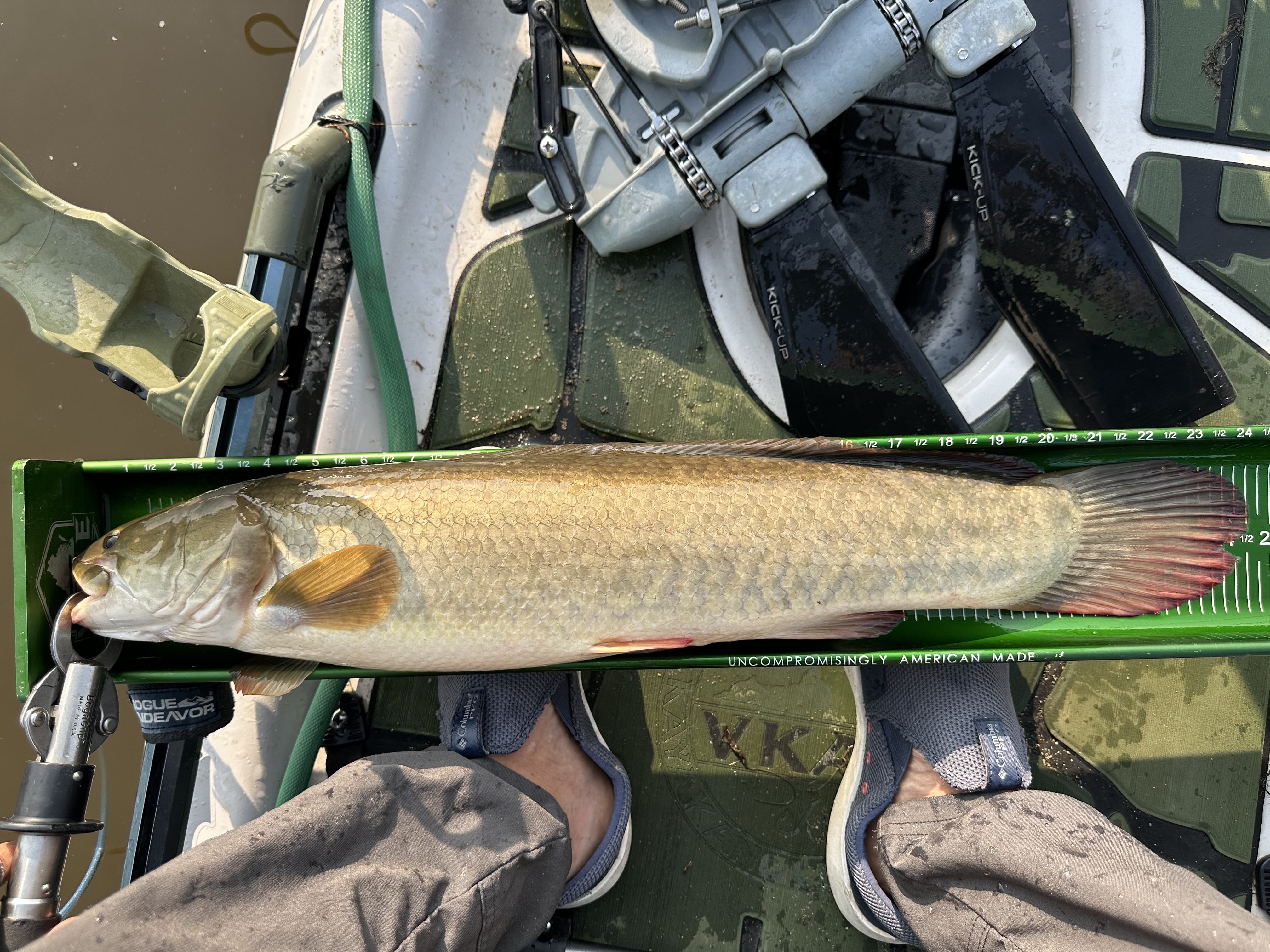 24.5