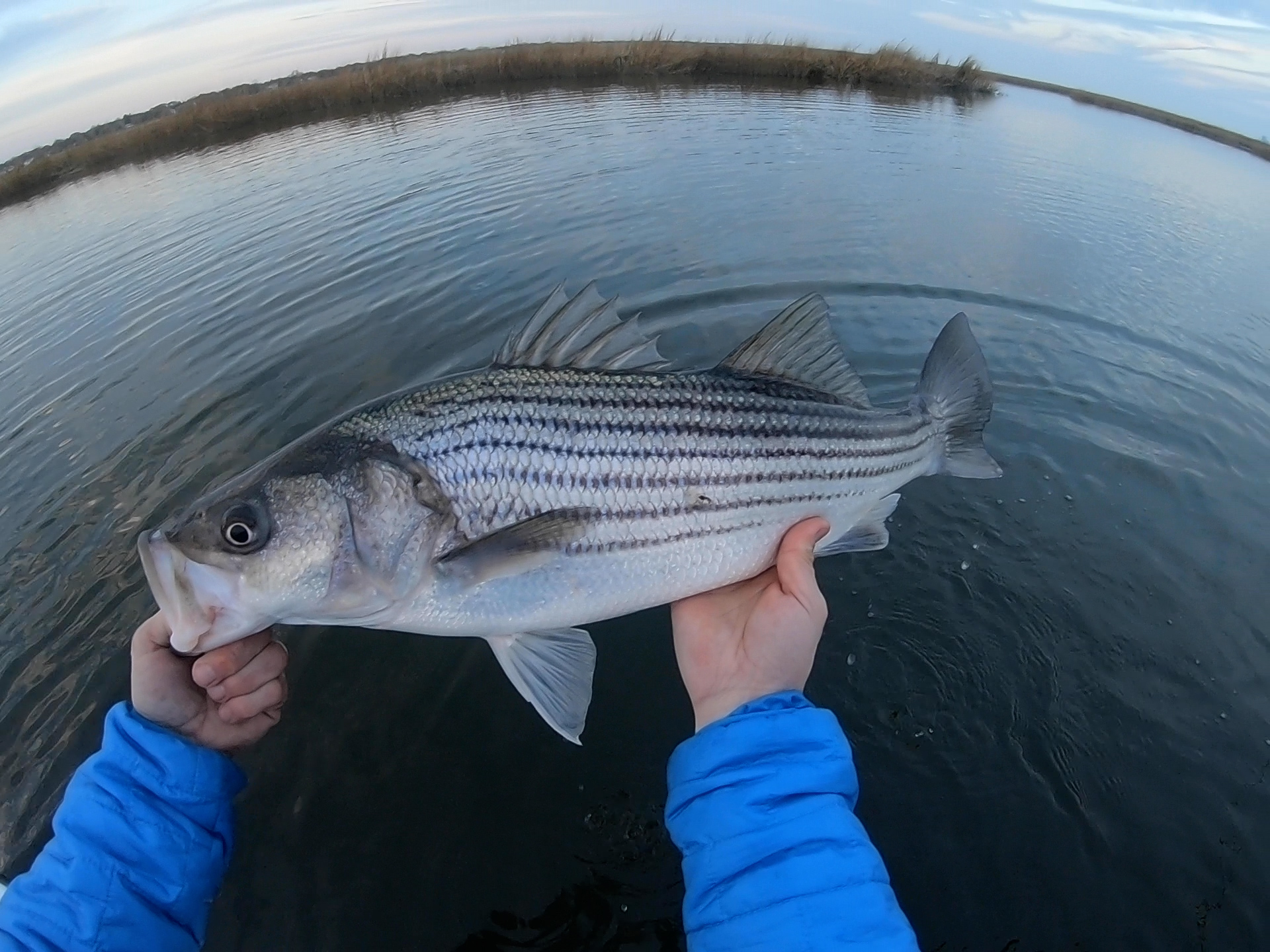 Striped Bass Season Opens in New Jersey!
