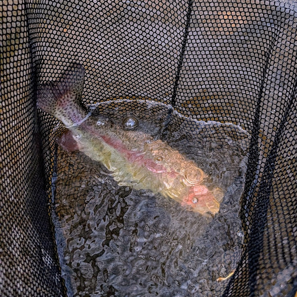 New Jersey Trout Season: Get Ready to Rank Up with Rainbows!